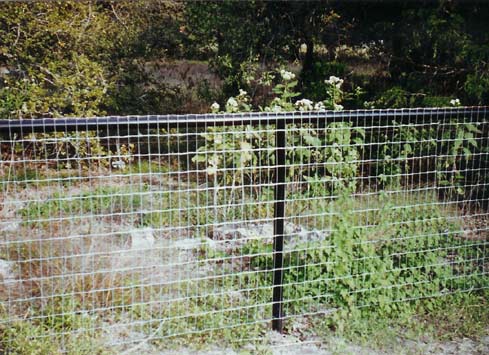 chicken wire fence with black metal poles and frame